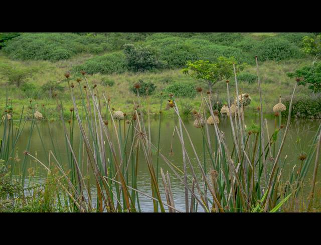1,157M² VACANT LAND FOR SALE IN ZULULAMI LUXURY COASTAL ESTATE
